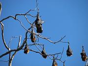  ...yep, bats right in the downtown area
